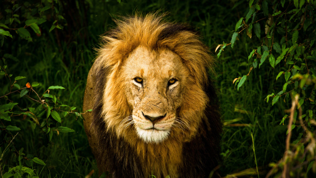 Lion Image