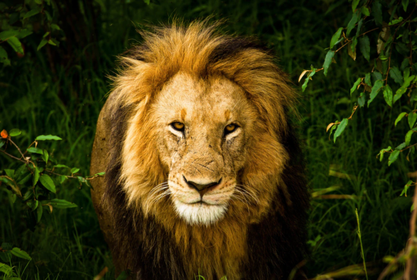 Lion Image