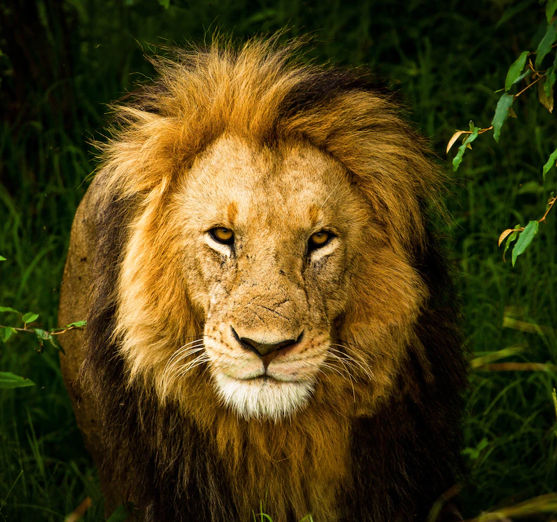 Lion Image